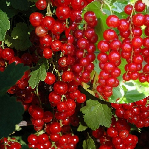 Ribes rubrum 'Hollandi punane' - Punane sõstar 'Hollandi punane' C4/4L